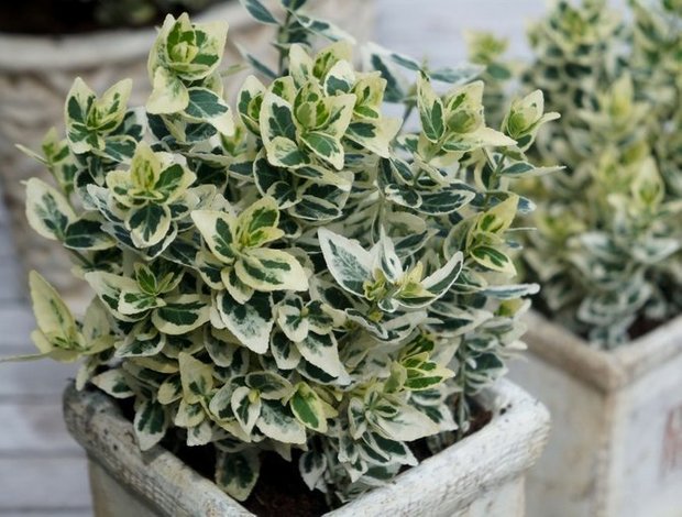 Фотография:  в стиле , Сад, Дом и дача, дачный участок, Derevo Park, растения – фото на INMYROOM