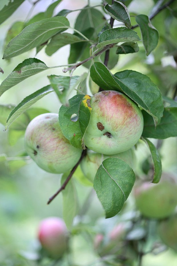 Фотография:  в стиле , Декор интерьера, Дом, Дача, Польша, Дом и дача – фото на INMYROOM