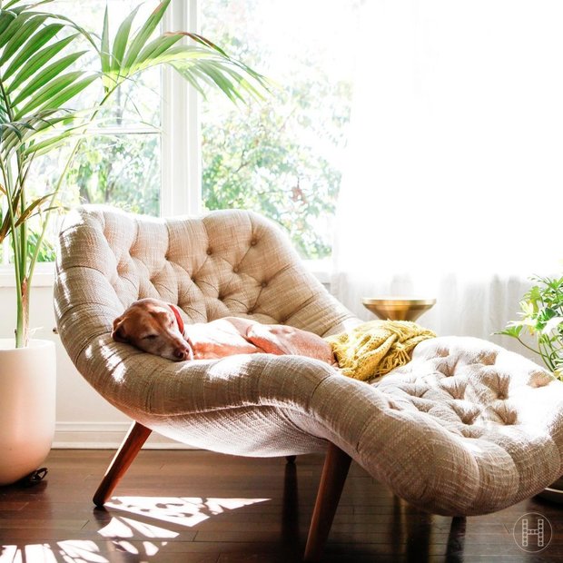 Фотография:  в стиле , Советы, уборка, чистота, лайфхаки, животные дома, если в доме есть животные – фото на INMYROOM