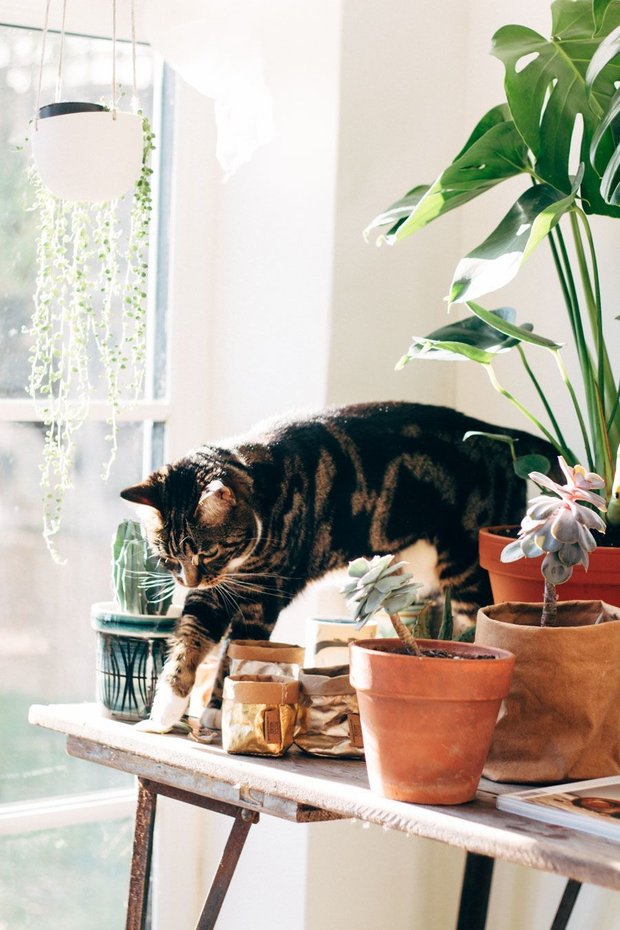 Фотография:  в стиле , Советы, уборка, чистота, лайфхаки, животные дома, если в доме есть животные – фото на INMYROOM