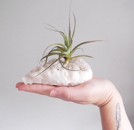 Фотография: Прочее в стиле , Флористика, Стиль жизни – фото на INMYROOM