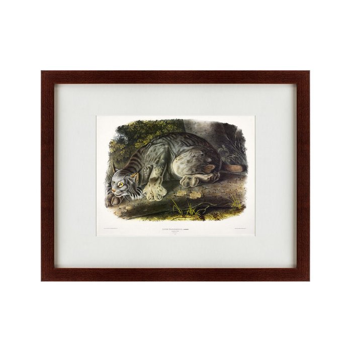 Картина The big cats of North America 1840 г. - купить Картины по цене 5995.0
