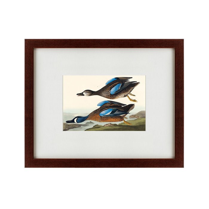 Картина Blue-winged Teal 1836 г. - купить Картины по цене 4990.0