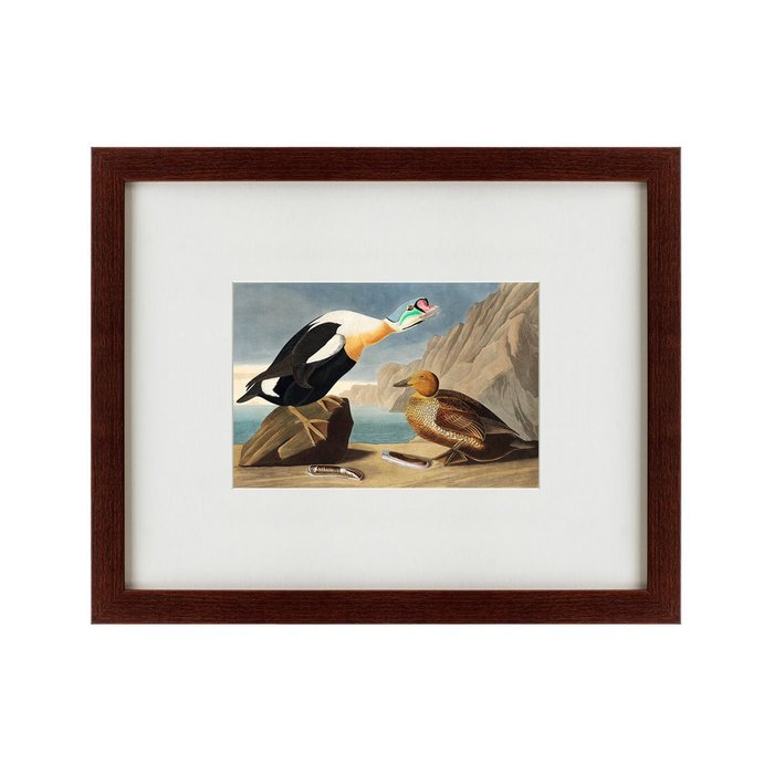 Картина King Duck 1827 г.  - купить Картины по цене 4990.0