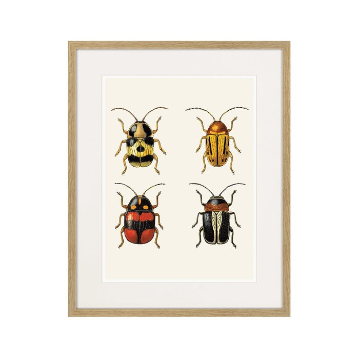 Копия старинной литографии Assorted Beetles №6 1735 г. - купить Картины по цене 3995.0