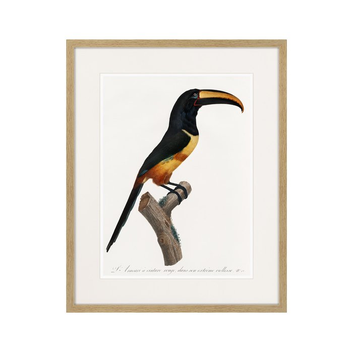 Копия старинной литографии Beautiful toucans №4 1806 г. - купить Картины по цене 3995.0