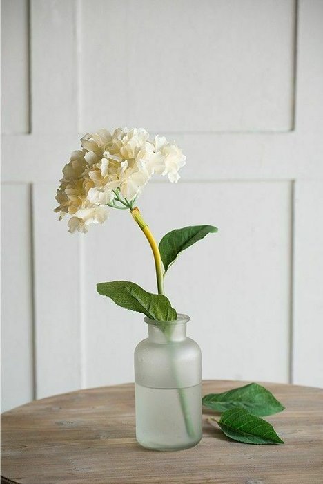 Растение декоративное Гортензия белого цвета - лучшие Декоративные цветы в INMYROOM