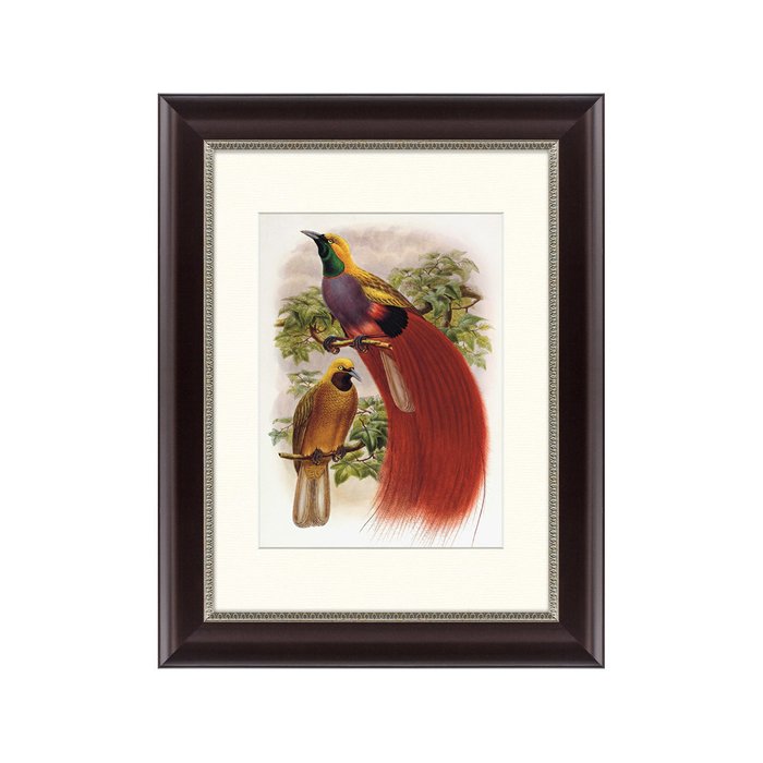 Картина  Гольдиева райская птица 1884 г.  - купить Картины по цене 2495.0