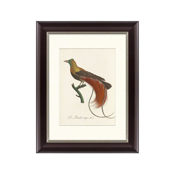 Картина Райские птицы Новой Гвинеи №2 1775 г.  - купить Картины по цене 2495.0