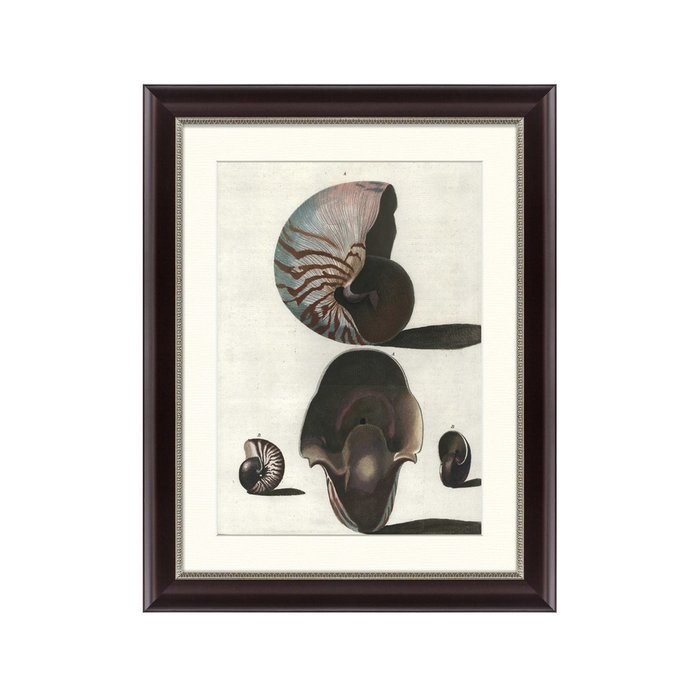 Картина Морской обитатель  Наутилус 1879 г.  - купить Картины по цене 3995.0