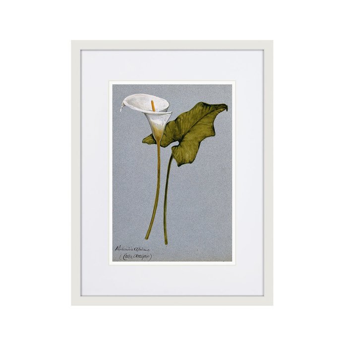 Копия старинной литографии Arum lily 1899 г. - купить Картины по цене 2995.0 Копия старинной литографии Arum lily 1899 г. - купить Картины по цене 2995.0