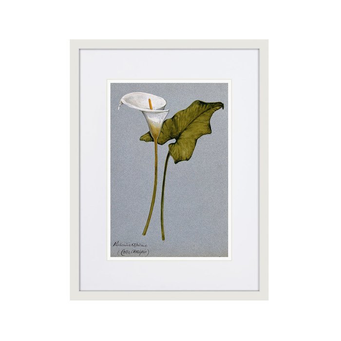 Копия старинной литографии Arum lily 1899 г. - купить Картины по цене 2995.0