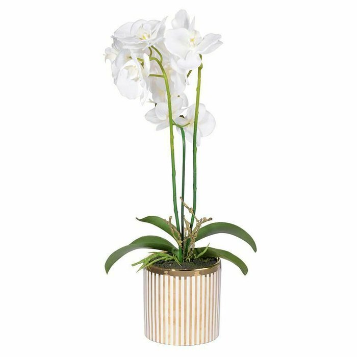 Декоративное растение Орхидея бело-зеленого цвета