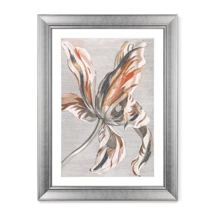 Репродукция картины Tulip, 1699г - купить Картины по цене 16299.0