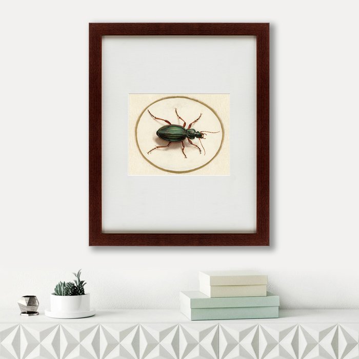  Картина Beetle 1700 г. 