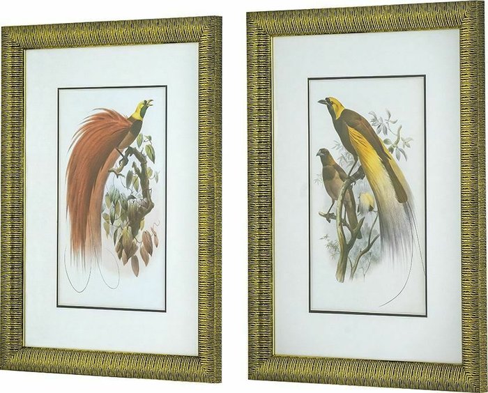 Набор из двух принтов Птицы 60x80 в раме золотого цвета - купить Принты по цене 18350.0