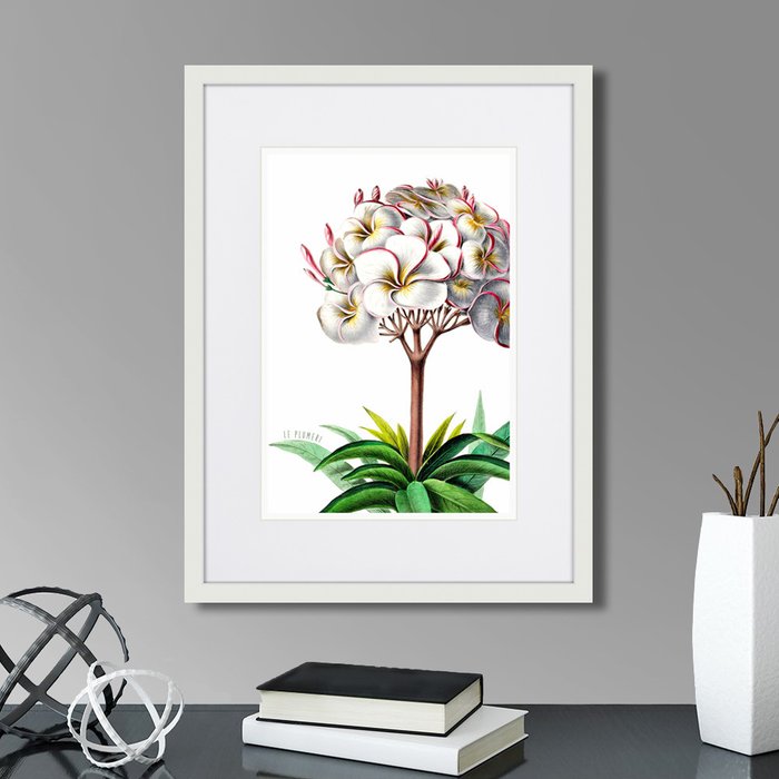 Копия старинной литографии Caribian Flora Plumeria 1740 г. Копия старинной литографии Caribian Flora Plumeria 1740 г.