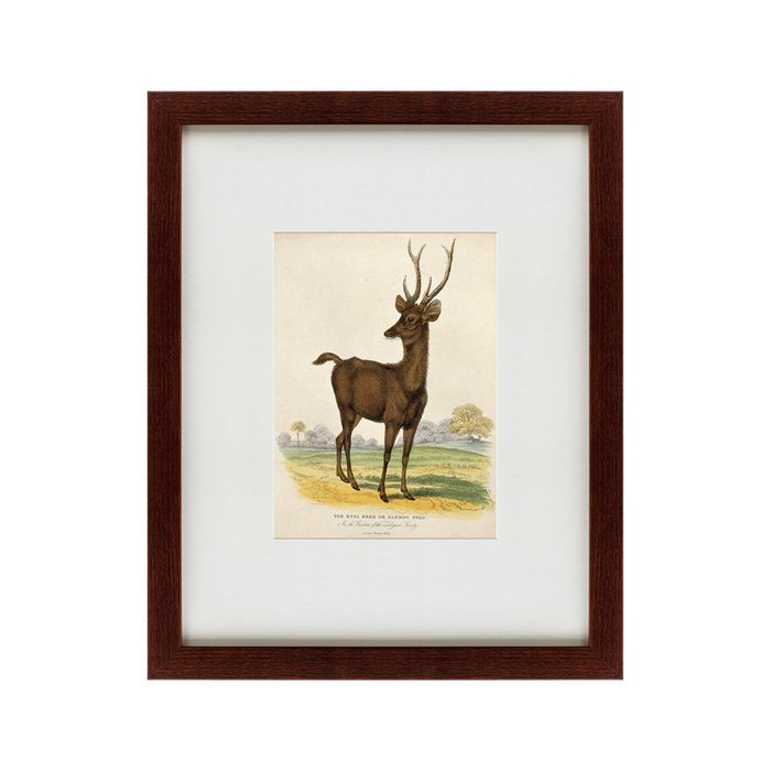 Картина A Rusa deer 1830 г. - купить Картины по цене 4990.0