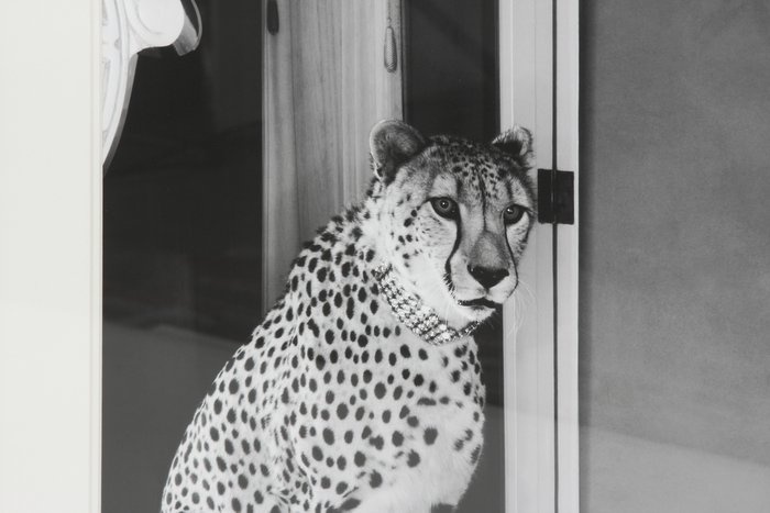 Чёрно-белый постер в раме Reflection с изображением леопарда  - купить Картины по цене 24606.0