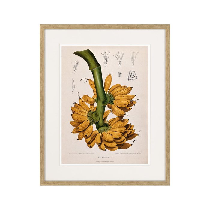 Копия старинной литографии Exotic plants of the world №9 1815 г. - купить Картины по цене 3995.0