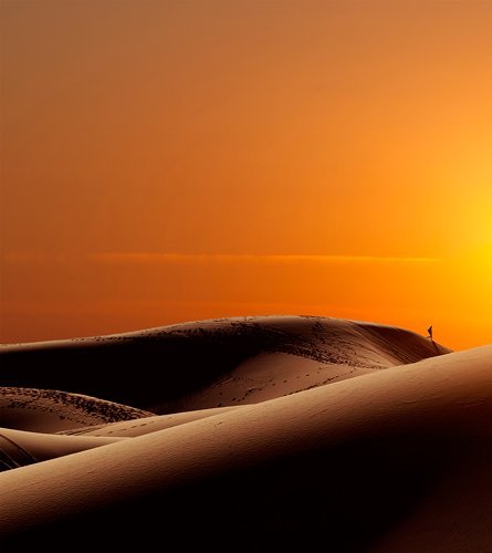 Дизайнерская модульная картина: Король пустыни - лучшие Принты в INMYROOM