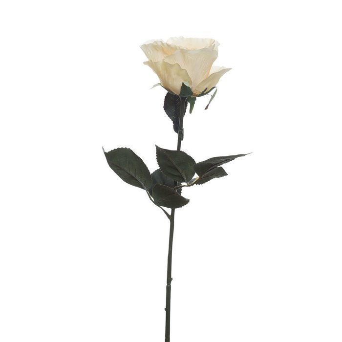 Роза кремового цвета - купить Декоративные цветы по цене 54.0