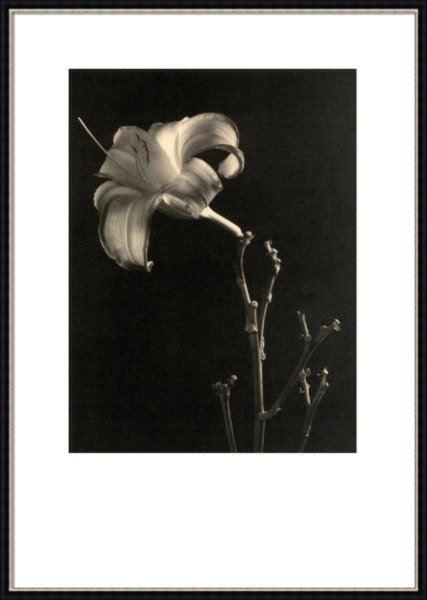 Постер Gentle Sepia