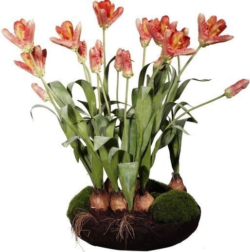 Декор Parrot Tulip