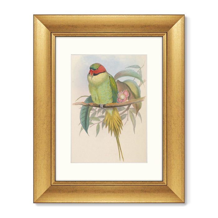 Репродукция картины Bonaparte's Parakeet 1850 г. - купить Картины по цене 8199.0