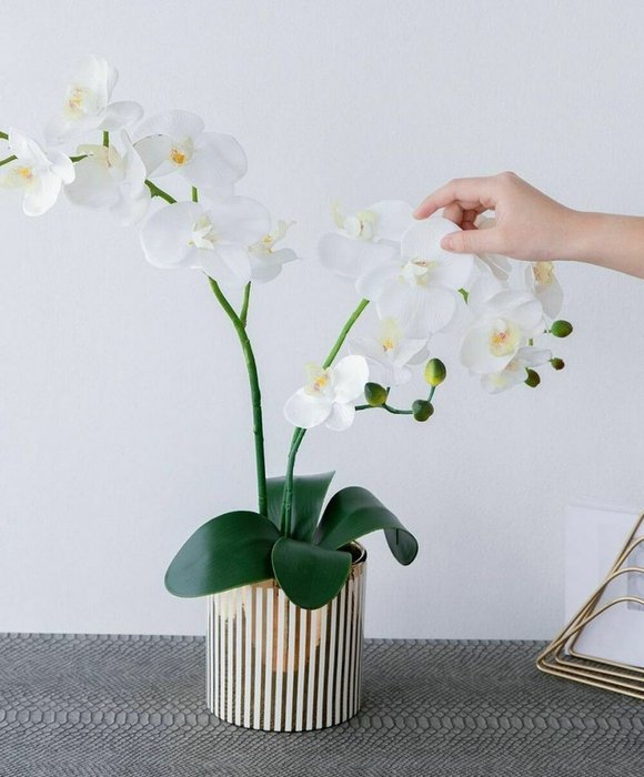 Декоративное растение Орхидея бело-зеленого цвета - лучшие Декоративные цветы в INMYROOM