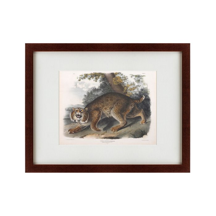 Картина Bobcat 1839 г.  - купить Картины по цене 5995.0