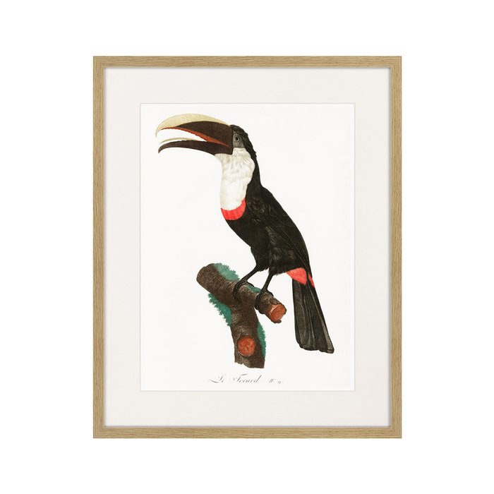 Копия старинной литографии Beautiful toucans №2 1806 г. - купить Картины по цене 3995.0