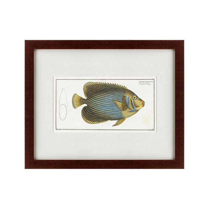Картина Imperator Angelfish 1785 г. - купить Картины по цене 4990.0