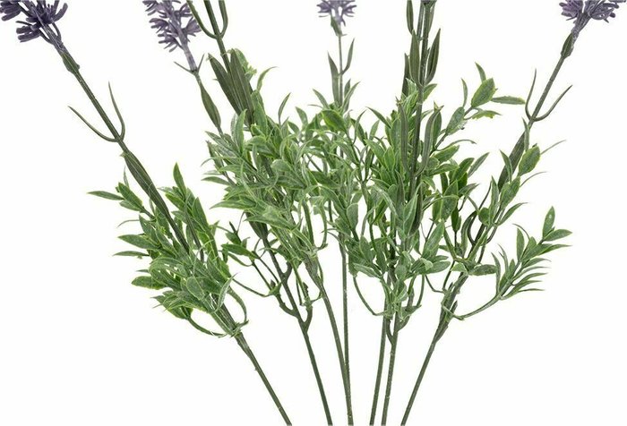 Декоративное растение Лаванда фиолетово-зеленого цвета - лучшие Декоративные цветы в INMYROOM