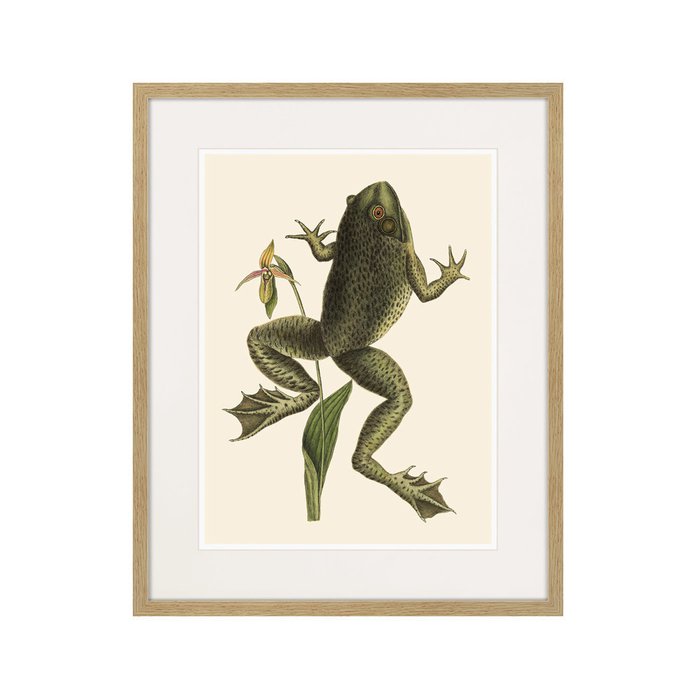 Копия старинной литографии Big jumping frog 1745 г. - купить Картины по цене 3995.0