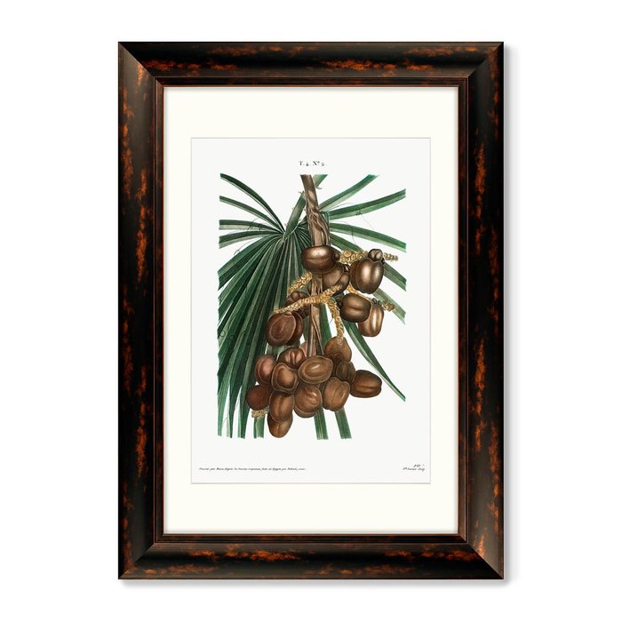  Набор из двух репродукций картин Date palm, Phoenix dactylifera from Traité II, 1801г.  - купить Картины по цене 24998.0