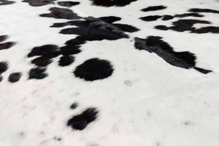 Шкура коровы натуральная Cowhide 200х230 черно-белого цвета - лучшие Ковры в INMYROOM