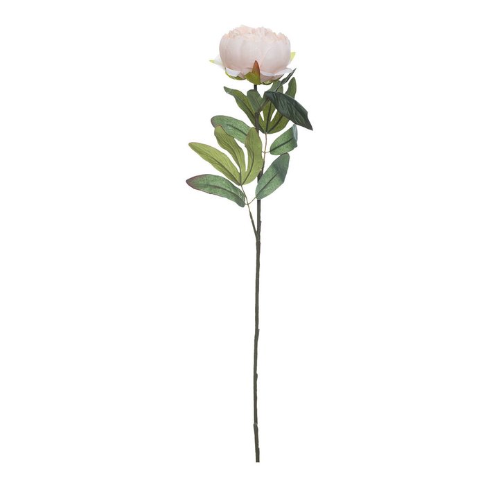 Пион нежно-розовый  - купить Декоративные цветы по цене 160.0