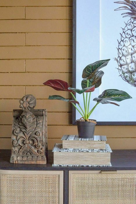 Набор из двух декоративных растений Алоказия темно-зеленого цвета - лучшие Декоративные цветы в INMYROOM