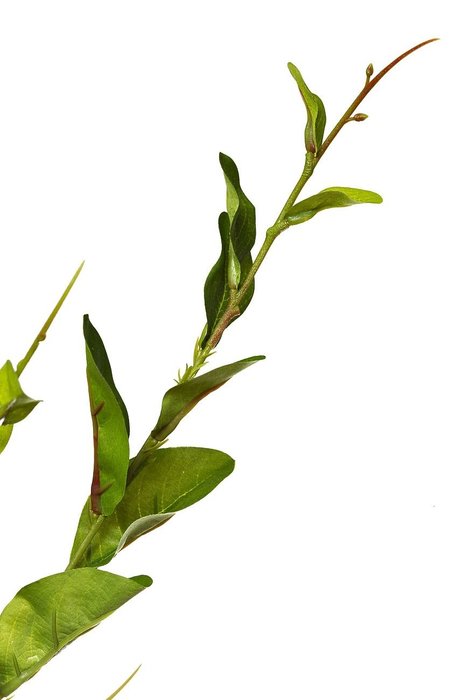 Искусственное растение  Листья жакаранды   - купить Декоративные цветы по цене 420.0