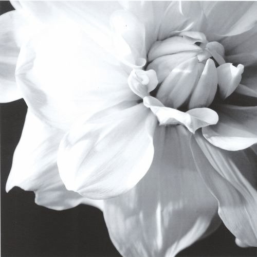 Красивый полиптих на холсте "Чёрно-белые цветы" - купить Принты по цене 4990.0