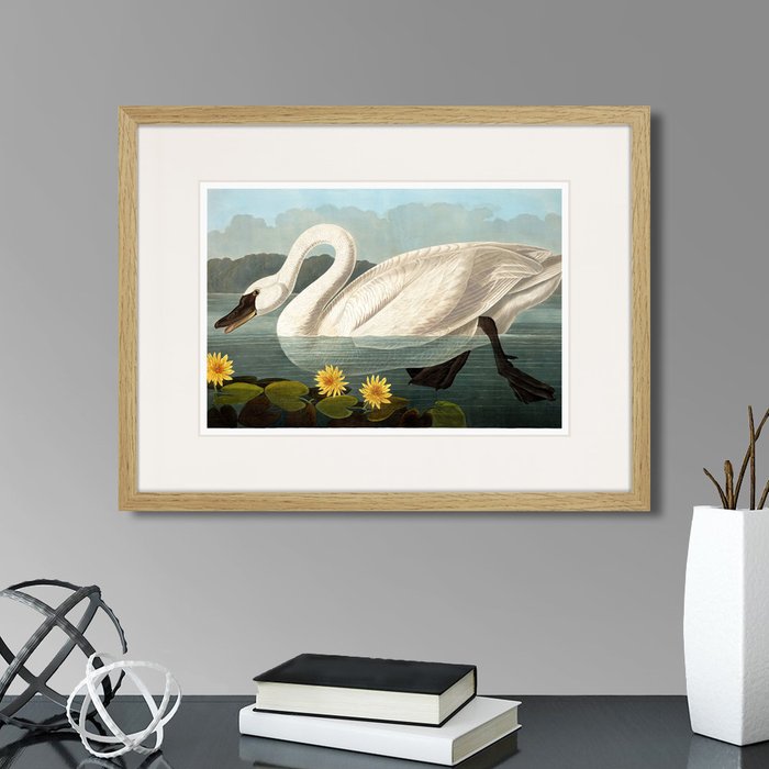 Репродукция картины Common American Swan white 1838 г.