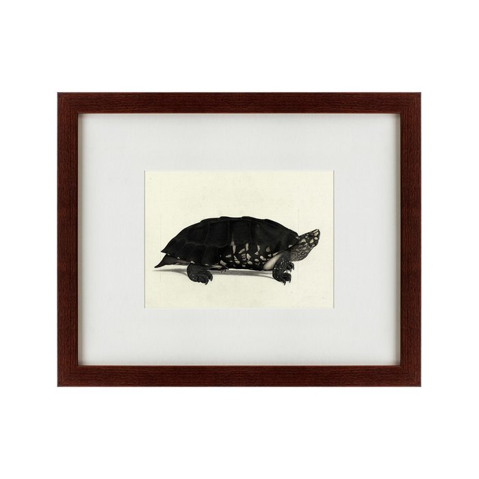 Картина An Arakan forest turtle 1873 г.  - купить Картины по цене 4990.0