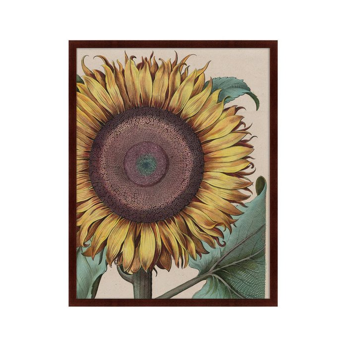 Репродукция картины Large sunflower Flos Solis Maior 1713 г. - купить Картины по цене 12999.0