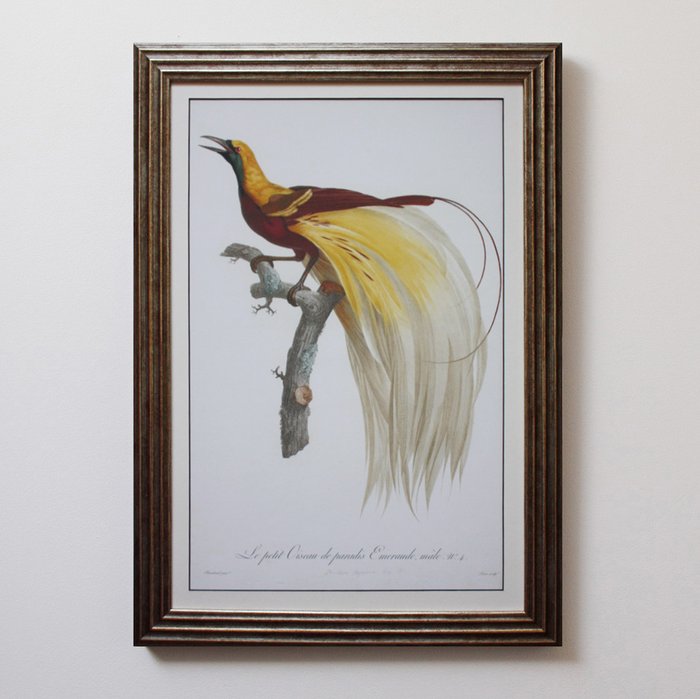 Постер Райская птица 0.3
