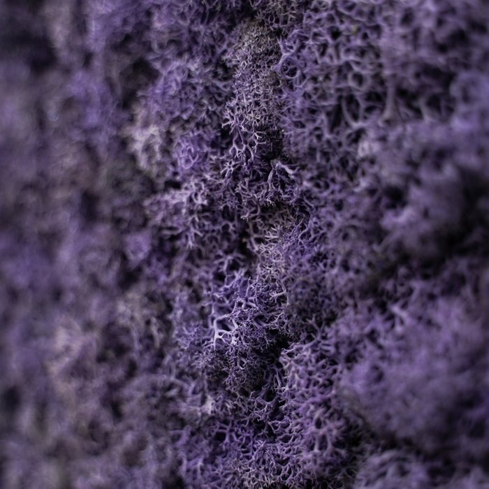 Панно с фиолетовым мхом - лучшие Декор стен в INMYROOM