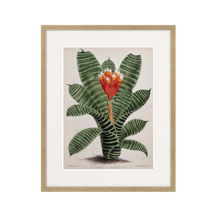 Копия старинной литографии Exotic plants of the world №8 1815 г. - купить Картины по цене 3995.0