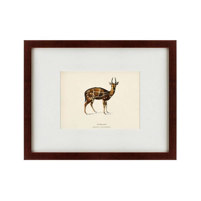 Картина Antilope guib 1871 г. - купить Картины по цене 5995.0