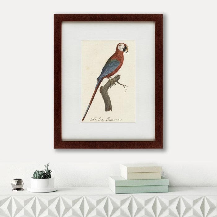 Картина Ara macao Scarlet Macaw 1801 г.