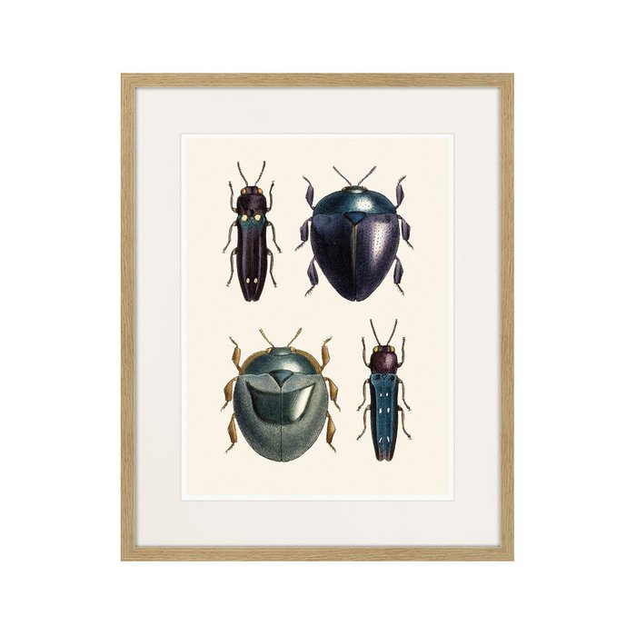 Копия старинной литографии Assorted Beetles №1 1735 г. - купить Картины по цене 3995.0